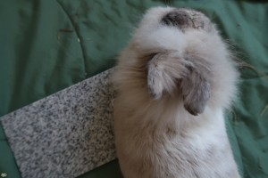 Konijn Stoffie met de Bunnyflop Konijnen Webshop Granieten Koelsteen (medium)