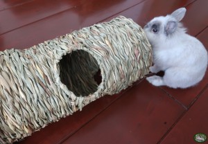 Konijn Stoffie met Rosewood Naturals Gevlochten Jumbo Tunnel  