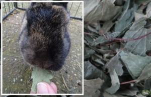 Konijn met Bunnyflop Konijnen Webshop Berkenblad 