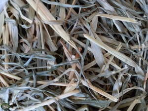 Bunnyflop Konijnen Webshop Barley Hay (500gr)
