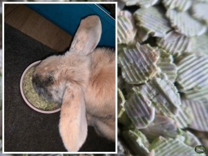 Konijn Loewie met Bunnyflop Konijnen Webshop Erwtenvlokken 