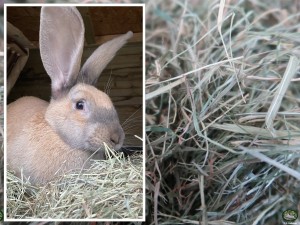 Konijn Emmely met Bunnyflop Konijnen Webshop Meadow Hay (1kg)