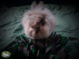 Konijn Stoffie met de Bunny Nature Snuffelmat Vilt