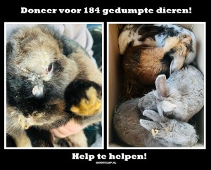 Bunnyflop Konijnen Webshop Donatie Pakketje voor Stichting Flappus 