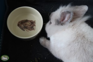 Konijn Stoffie met Animal Prints Voerbak 