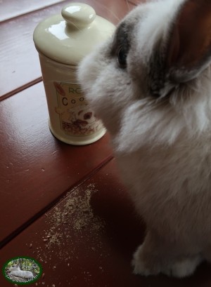 Konijn Stoffie met Animal Prints Beloningspot 