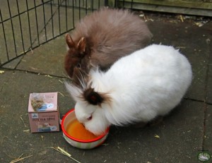 Jonas en Pringle met Speers Hoff Pets Tea Time 