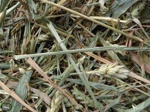 Bunnyflop Konijnen Webshop Sassy Grassy Mix (500gr)