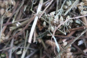 Bunnyflop Konijnen Webshop Duizendblad (500gr)