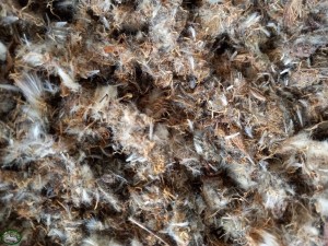 Bunnyflop Konijnen Webshop Paardenbloem 