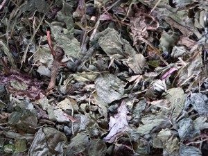 Bunnyflop Konijnen Webshop Paardenbloem 