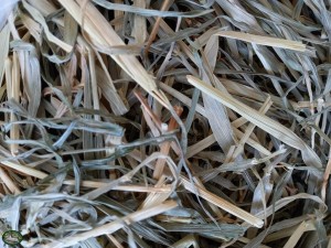 Bunnyflop Konijnen Webshop Barley Hay (1kg)