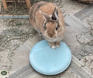 Konijn Daisy met de Flamingo Cooling Disk Fresk Aleska 