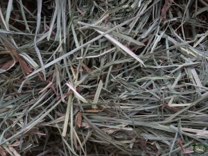  Bunnyflop Konijnen Webshop Amerikaans Orchard Grass Hooi (500gr)