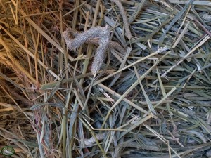 Bunnyflop Konijnen Webshop Amerikaans Timothy Hooi (500gr)