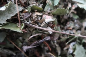 Bunnyflop Konijnen Webshop Herfstbladeren Mix (500gr)