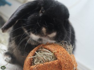 Konijn met Quiko Fitness Foodball 