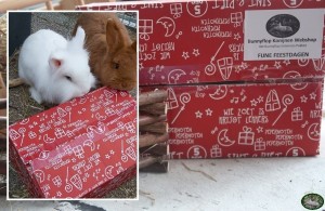 Konijnen Lasso en Keesje met het Bunnyflop Konijnen Webshop Hét Sinternijn Pakket (20x30cm)