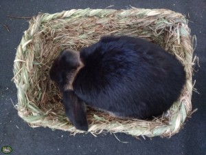 Konijn met Trixie Grasbed (33x26x12cm)