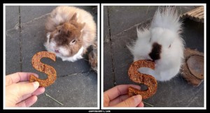 Jonas en Pringle met de Bunnyflop Konijnen Webshop Bunny Letter (set/2)