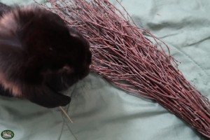 Bunnyflop Konijnen Webshop Berkentwijg (ca. 40cm)