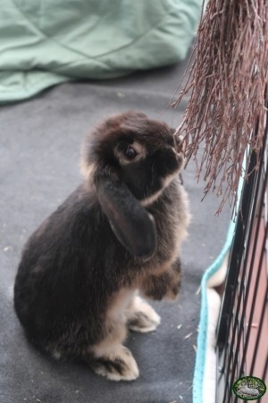 Bunnyflop Konijnen Webshop Berkentwijg (ca. 40cm)