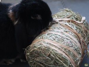 Konijn met Trixie Hooirol 