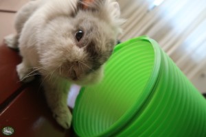 Konijn Stoffie met de Snuggle Safe Bunny Warren Tunnel 