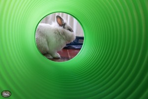 Konijn Stoffie met de Snuggle Safe Bunny Warren Tunnel