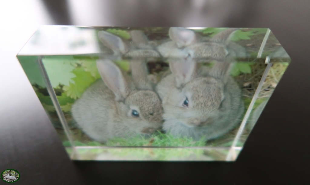 uitzending Hysterisch grillen Glas Blok "Konijn" - Bunnyflop Konijnen Webshop